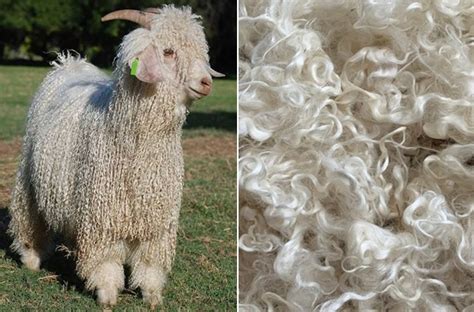  Mohair: Fibre de Luxe pour Textiles Haute Performance et Durabilité Incroyable !