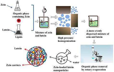  Zein dans les aliments Fonctionnels et la Biodégradabilité !